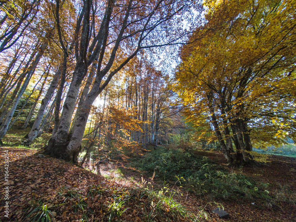 Autumn panorama of Vitosha Mountain, Bulgaria Autumn panorama of Vitosha Mountain, Bulgaria