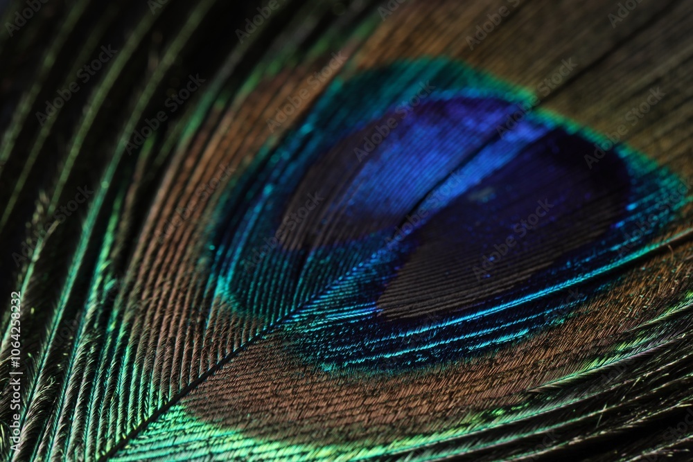Fototapeta premium Beautiful bright peacock feather on dark background, macro view