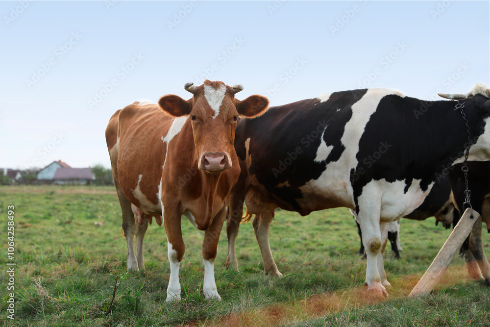 Beautiful cows grazing on green grass outdoors Beautiful cows grazing on green grass outdoors