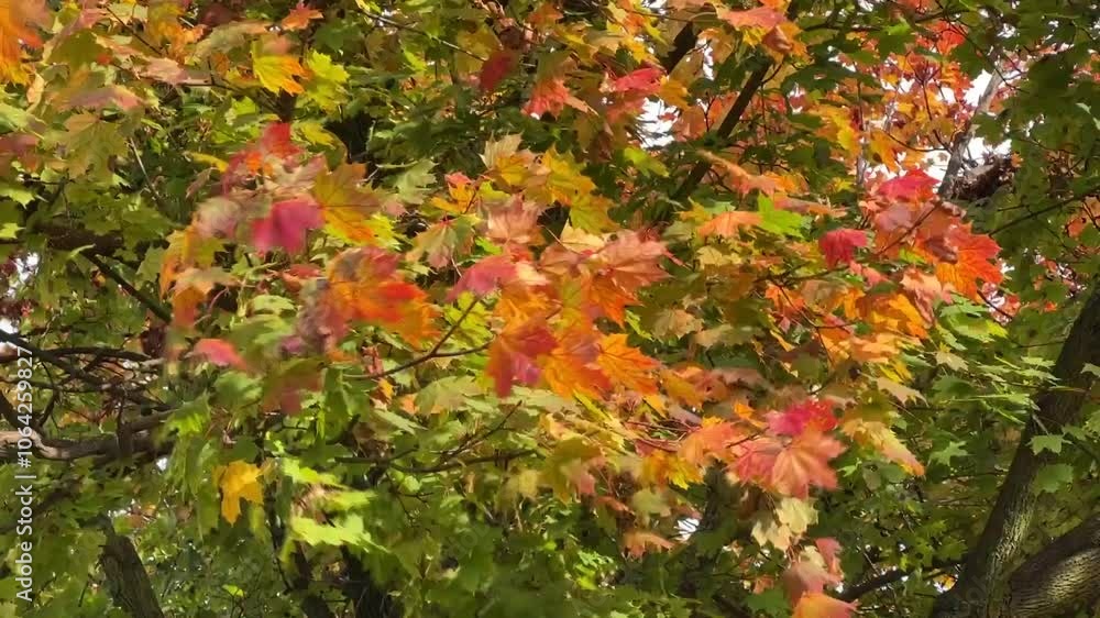 Colorful autumn maple leaves swaying in the wind Colorful autumn maple leaves swaying in the wind