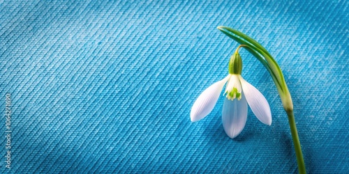 Spring flower border with snowdrop flowers in a bright blue canvas photo