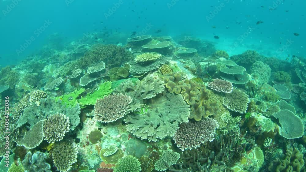 A diverse array of corals and reef fish thrive near the island of Alor, Indonesia. This area of the Lesser Sunda Islands is part of the Coral Triangle and is known for its healthy marine life. A diverse array of corals and reef fish thrive near the island of Alor, Indonesia. This area of the Lesser Sunda Islands is part of the Coral Triangle and is known for its healthy marine life.