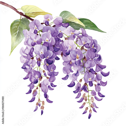 wisteria flower watercolor clipart illustration isolated