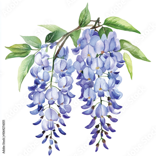 wisteria flower watercolor clipart illustration isolated