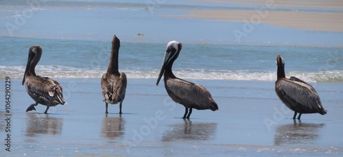 Fényképezés Group of pelicans on ocean background in Atlantic coast of North Florida, panora