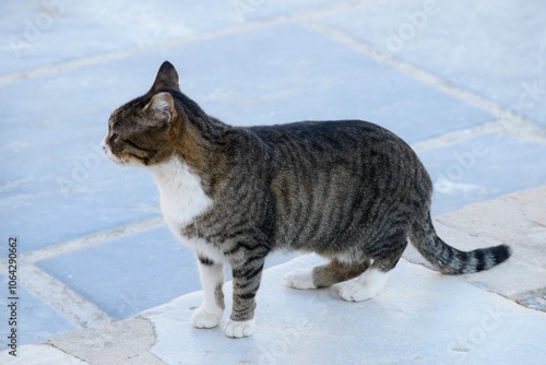 Photography stray cat on tile