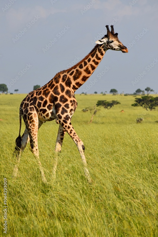 Obraz premium giraffe in the wild