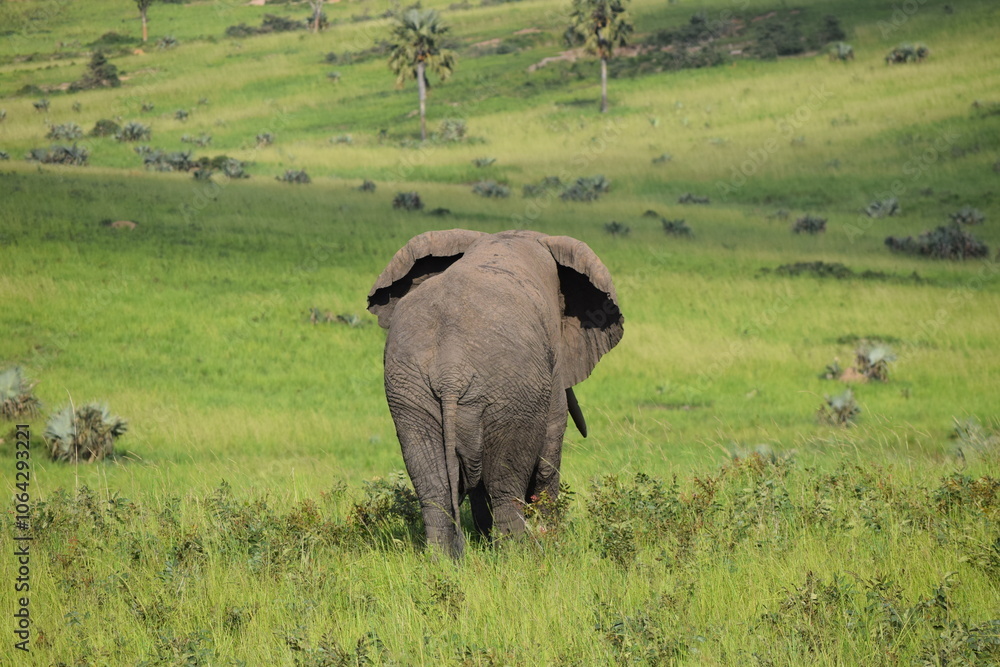 Fototapeta premium elephants in the savannah