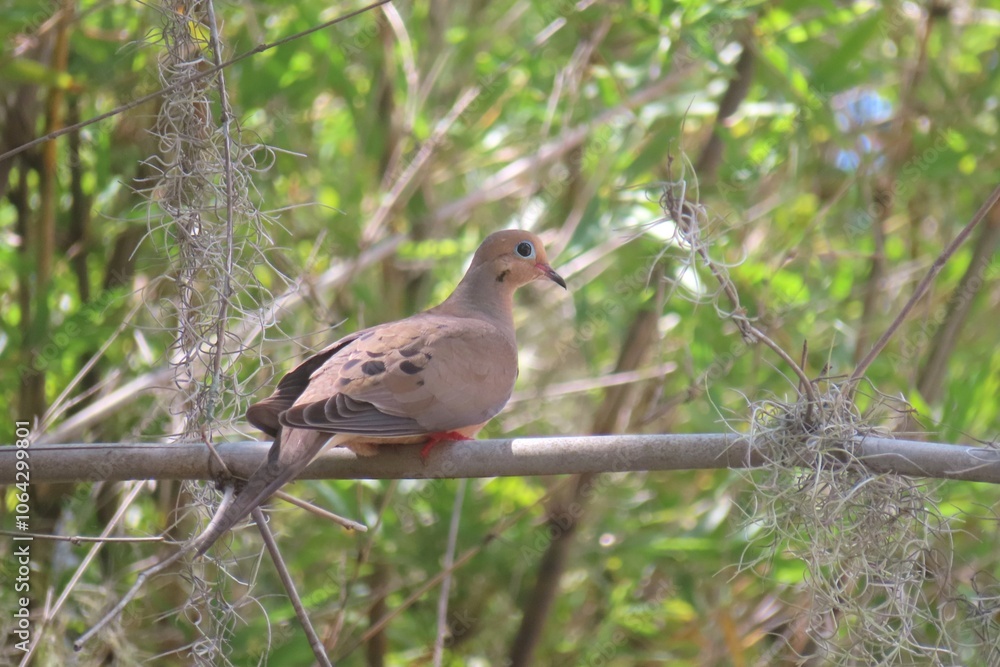Turtle dove (streptopelia turtur) on tree in Florida wild, closeup Turtle dove (streptopelia turtur) on tree in Florida wild, closeup