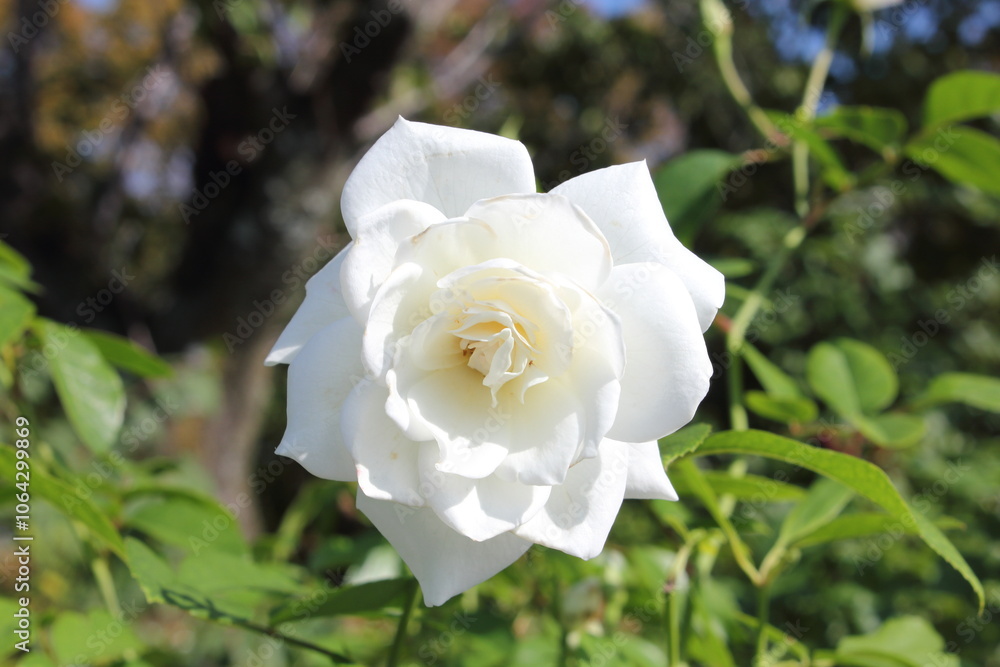 バラ (Rosa 'Iceberg') の純白の花 バラ (Rosa 'Iceberg') の純白の花