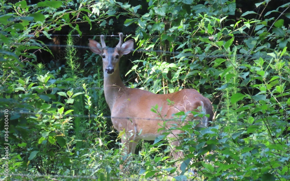 Young roe deer on plant background in Florida wild Young roe deer on plant background in Florida wild