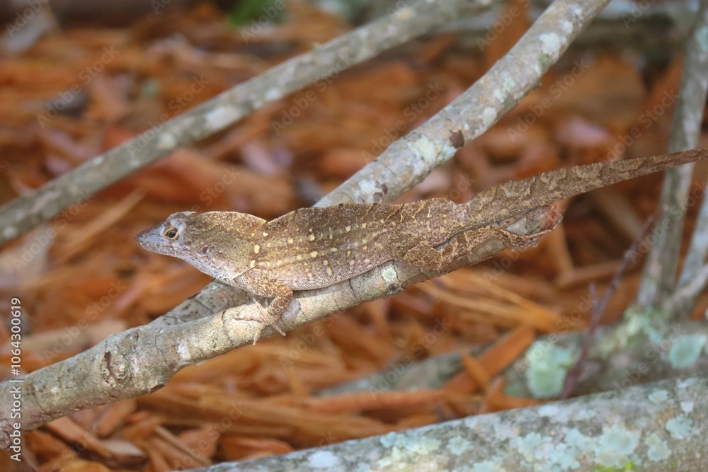 Tropical browm lizard on a branch in Florida wild, closeup Tropical browm lizard on a branch in Florida wild, closeup