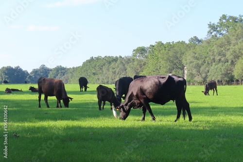 Cows graze on the meadow in Florida farm