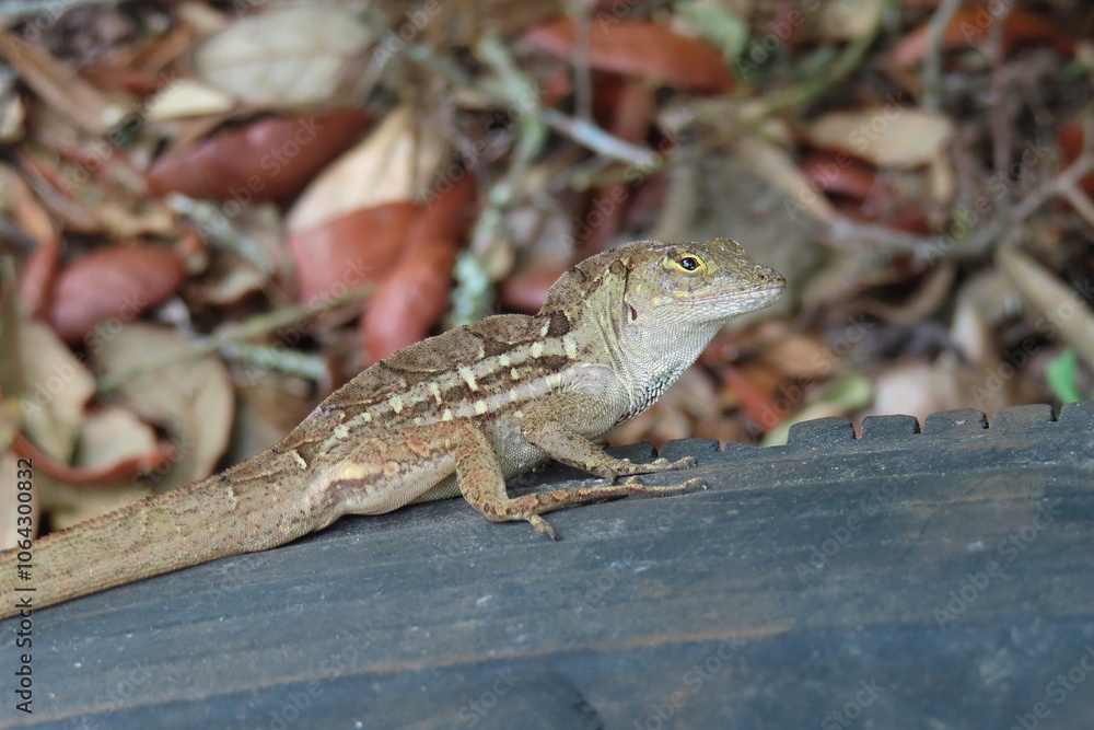 Brown tropical lizard on a stone in Florida wild, closeup Brown tropical lizard on a stone in Florida wild, closeup