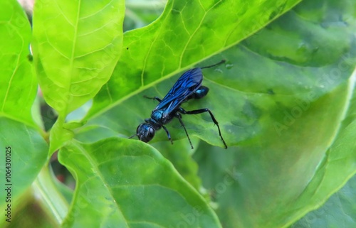 Blue tropical mud dauber wasp (chalybion californicum) on green plant in Florida nature