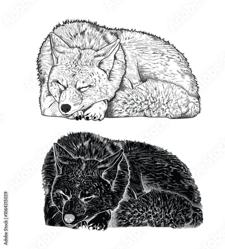 Black and white vector illustration coyote sleeping