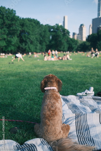 Photography Golden doodle dog at Sheep's Meadow in Central Park, New York City