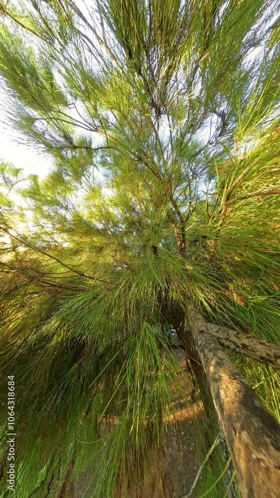 Vertical video. The camera ascends through a pine tree, revealing the intricate branches and dense green needles illuminated by the golden light of the setting sun, offering a tranquil glimpse of natu Vertical video. The camera ascends through a pine tree, revealing the intricate branches and dense green needles illuminated by the golden light of the setting sun, offering a tranquil glimpse of natu