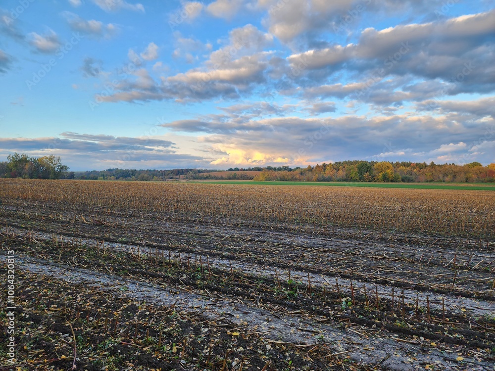 Obraz premium harvested field
