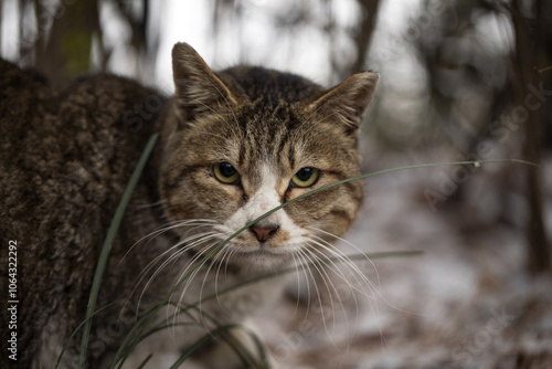 a portrait of stray cat outdoors in the snow in winter