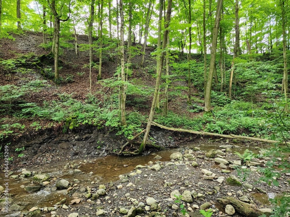 Fototapeta premium creek in a forest