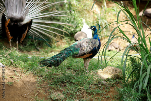 Peacocks and Peahens Walking on Grass Against Nature Background photo