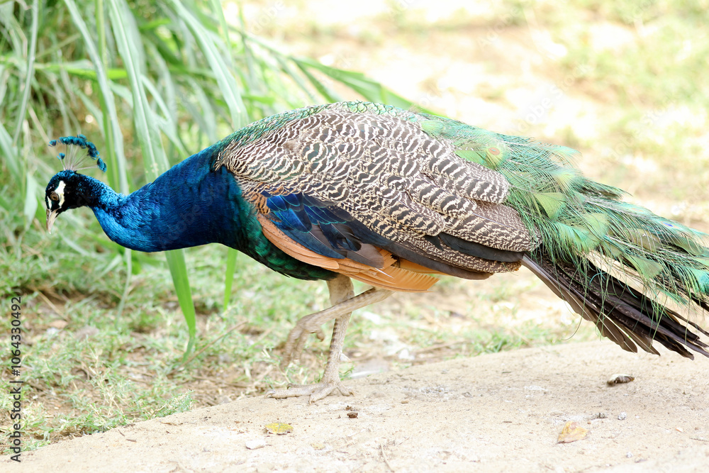 A Blue Indian Peacock Walking on Ground Against Nature Background A Blue Indian Peacock Walking on Ground Against Nature Background
