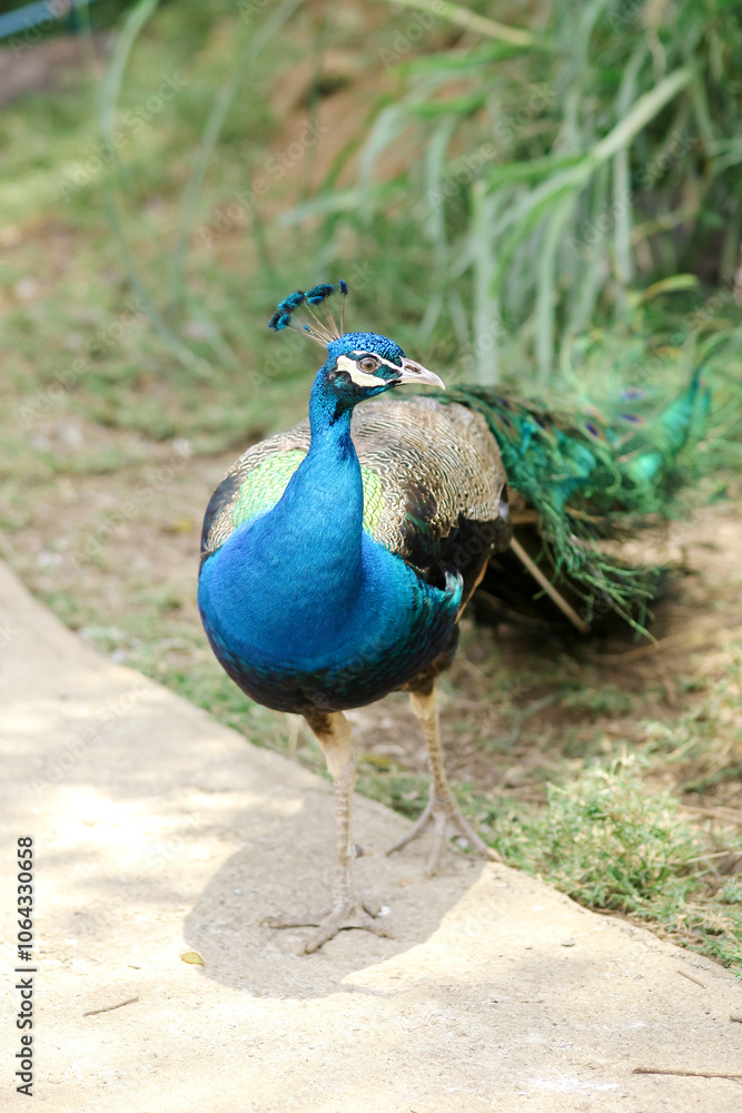 Fototapeta premium High Angle of Indian Peafowl Walking on Ground Against Nature Background