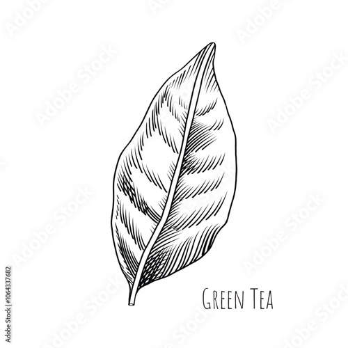 Green tea leaf engraving style drawing. Hand drawn sketch vector illustration. Chinese Green tea, organic drink. Black leaf on white background.