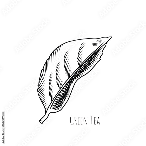 Green tea leaf engraving style drawing. Hand drawn sketch vector illustration. Chinese Green tea, organic drink. Black leaf on white background.