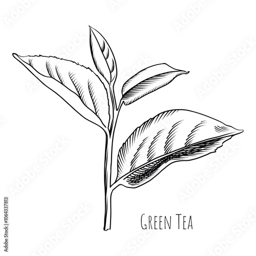 Green tea leaf engraving style drawing. Hand drawn sketch vector illustration. Chinese Green tea, organic drink. Black leaf on white background.