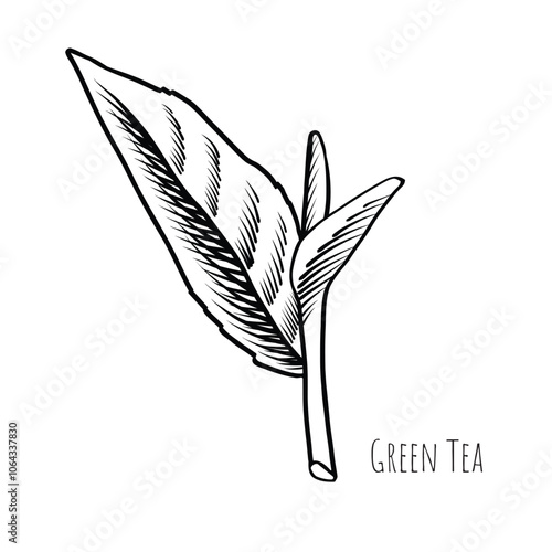 Green tea leaf engraving style drawing. Hand drawn sketch vector illustration. Chinese Green tea, organic drink. Black leaf on white background.