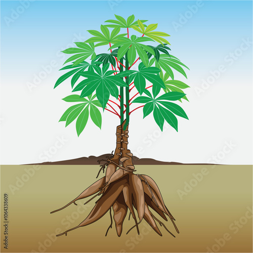 cassava tree on a white background