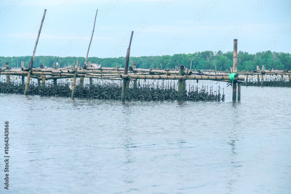 Farm Oyster or Crassostrea gigas in sea water at Chanthaburi of Thailand Farm Oyster or Crassostrea gigas in sea water at Chanthaburi of Thailand