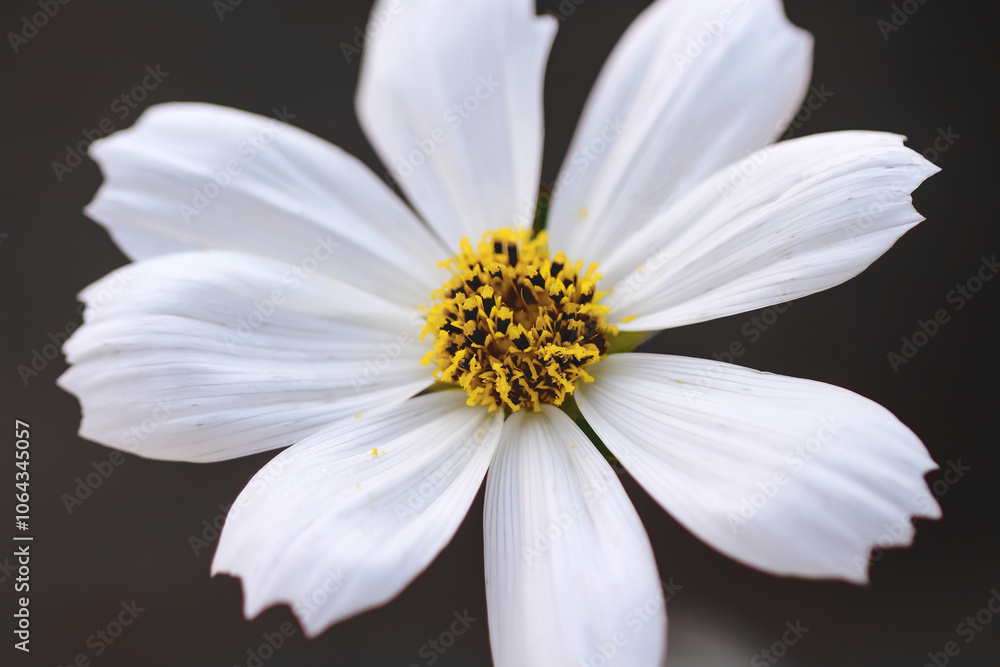 Obraz premium White mexican aster flower blooming or cosmos petal with yellow pollen pattern isolated on black background