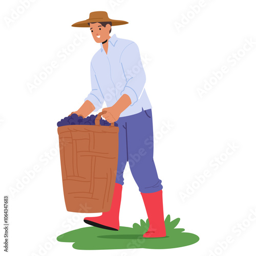 Man In Hat And Boots Carries A Large Basket Filled With Freshly Picked Grapes. He Is Dressed In Casual Farming Attire