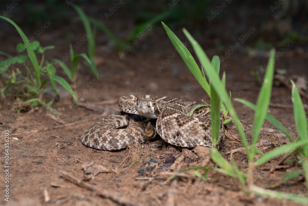 Obraz premium Western Diamondback Rattlesnake