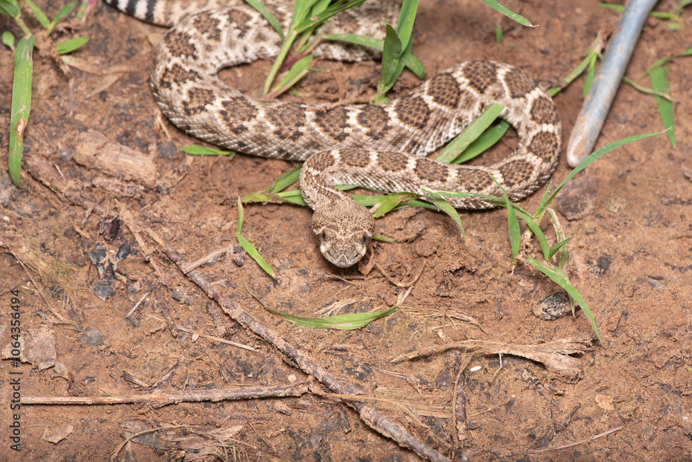 Obraz premium Western Diamondback Rattlesnake