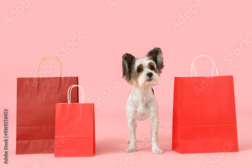 Cute Biewer Terrier dog wit...