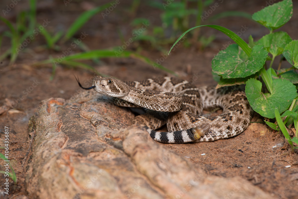Fototapeta premium Western Diamondback Rattlesnake