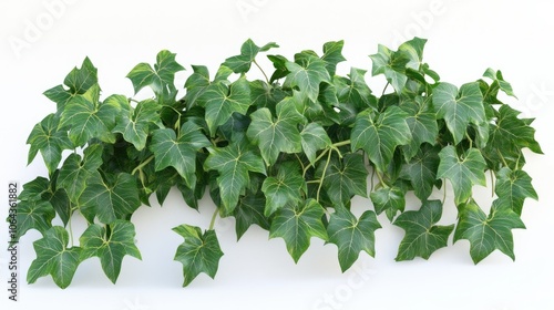 Lush Ivy Plant on White Background