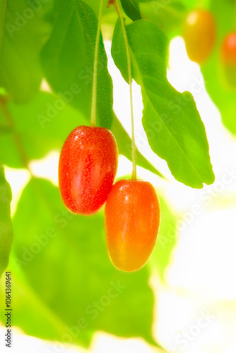 Elaeagnus multiflora in Nagano, Japan photo