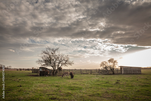 Donkeys Grazing in a pasture in Zasavica, Serbia on a sunny afternoon. Equus Asinus, or domestic donkey, is a cattle farm animal. The photograph highlights rural Serbian agriculture and wildlife. photo