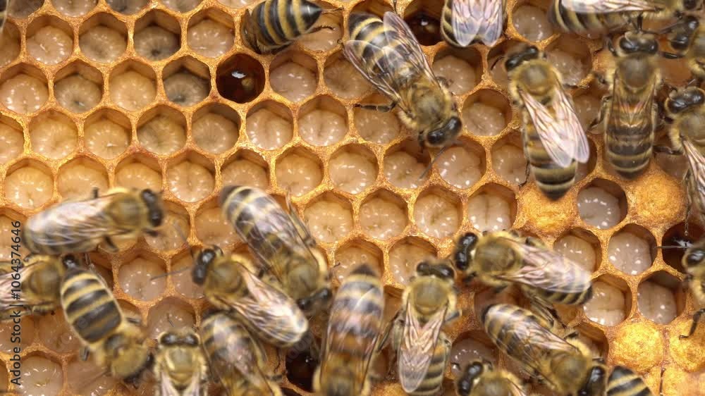 Bee larvae, eggs, pupae and adult. Honeybee Reproduction and Life Cycle Bee larvae, eggs, pupae and adult. Honeybee Reproduction and Life Cycle