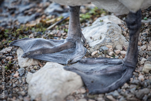 Obraz na plátně A close-up of swan paws reveals the unique structure of their webbed feet