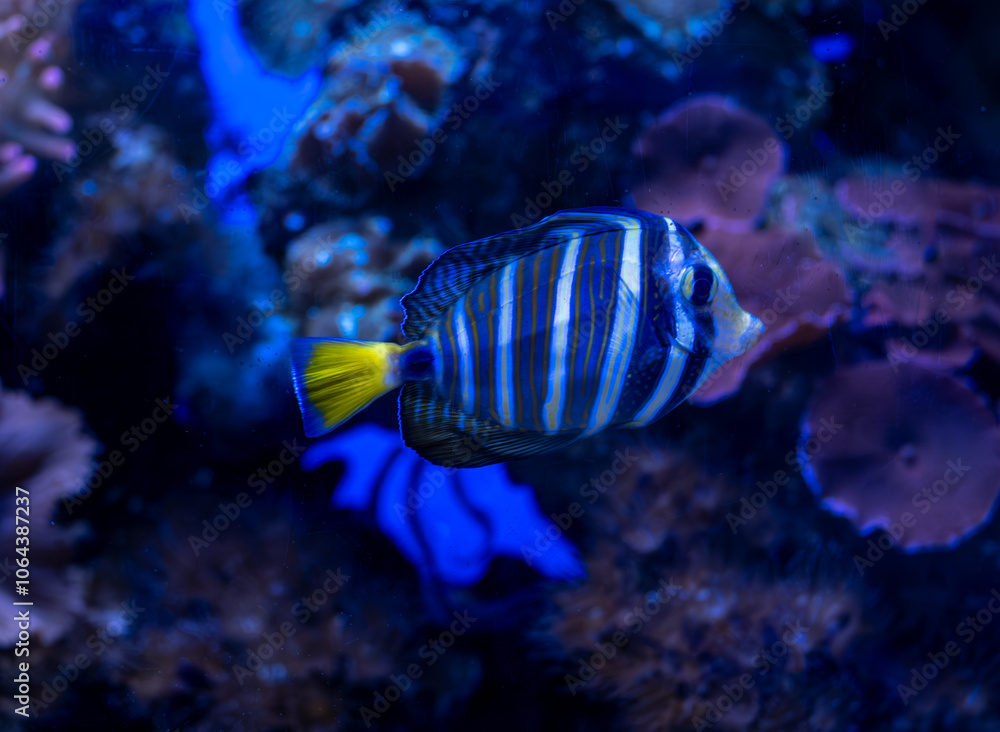 An imperial angel fish on a coral background. An imperial angel fish on a coral background.