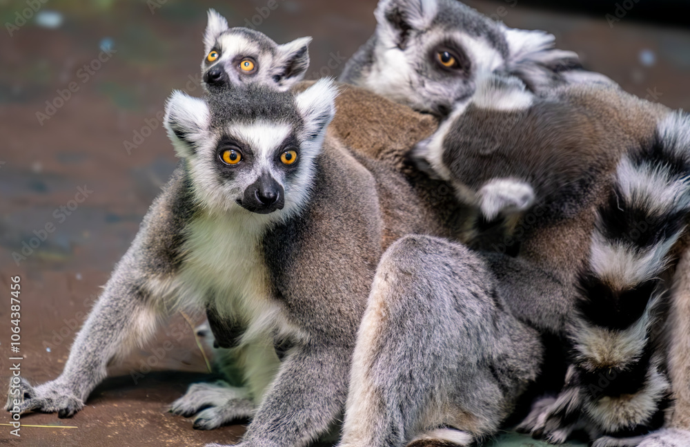 Obraz premium A family of feline lemurs in close-up.