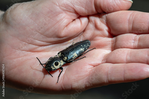 Zuni Click Beetle (Alaus zunianus) in hand photo