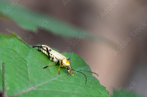 Soldier beetle (Chauliognathus misellus) photo