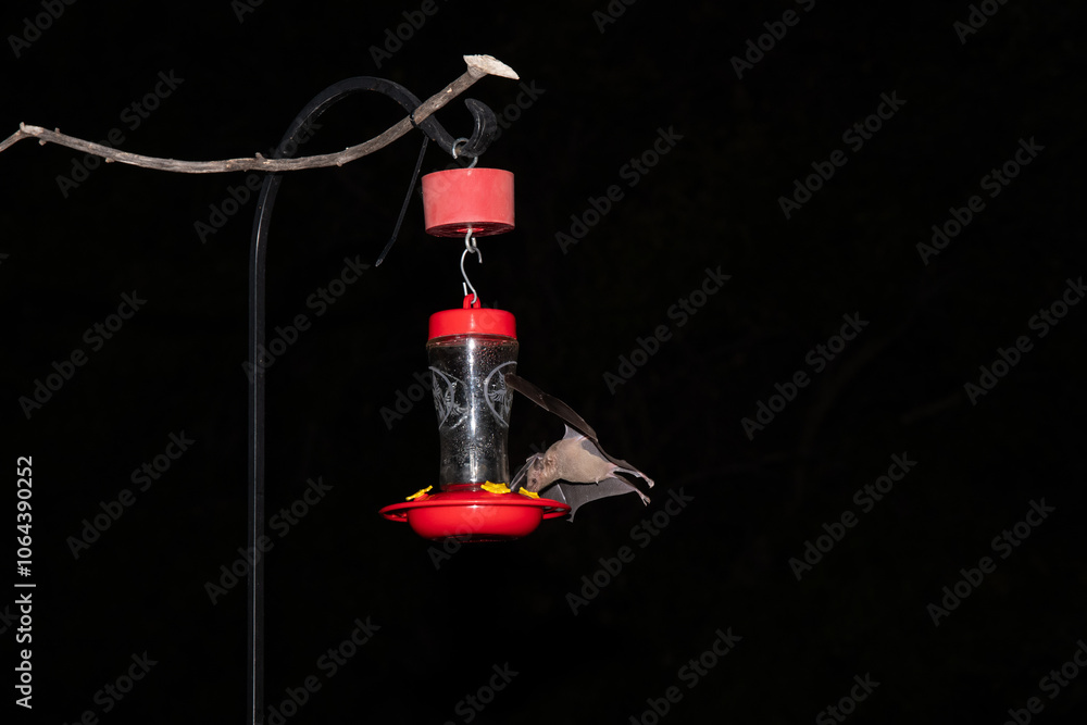 Naklejka premium Nectar-feeding bat at hummingbird feeder